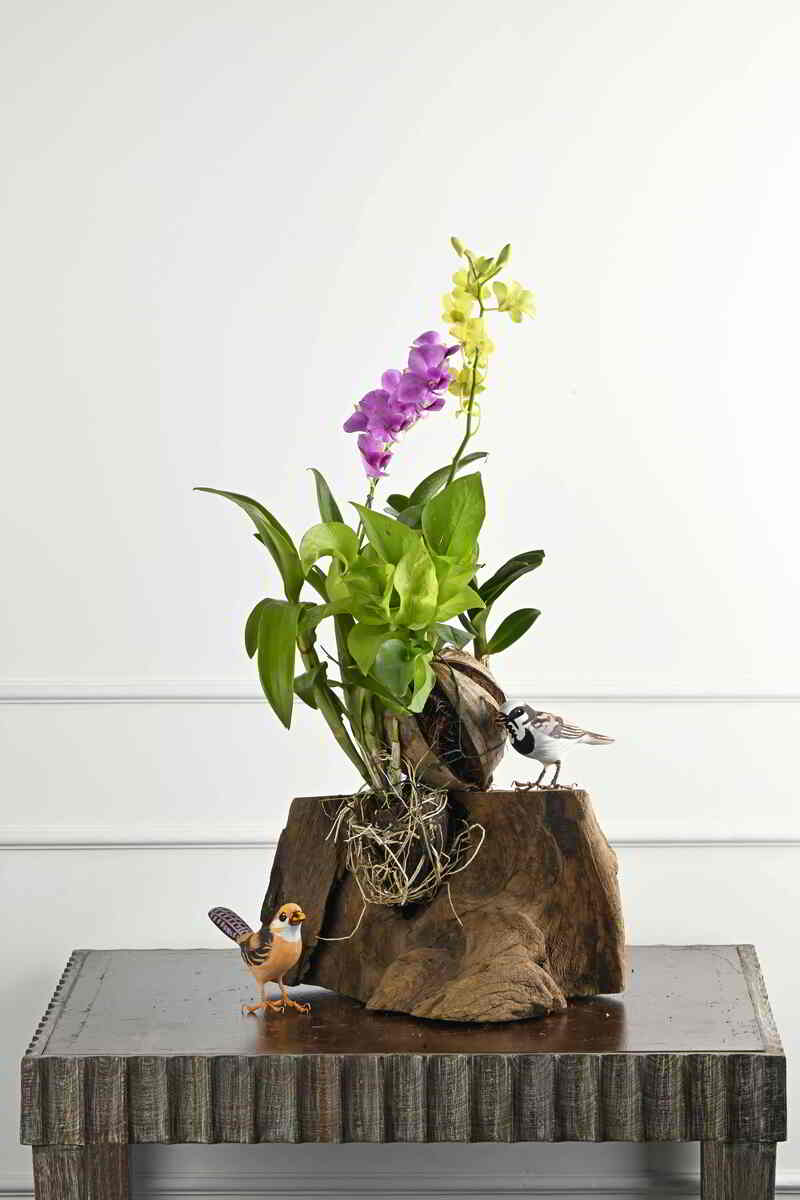 Large Green Plant 28