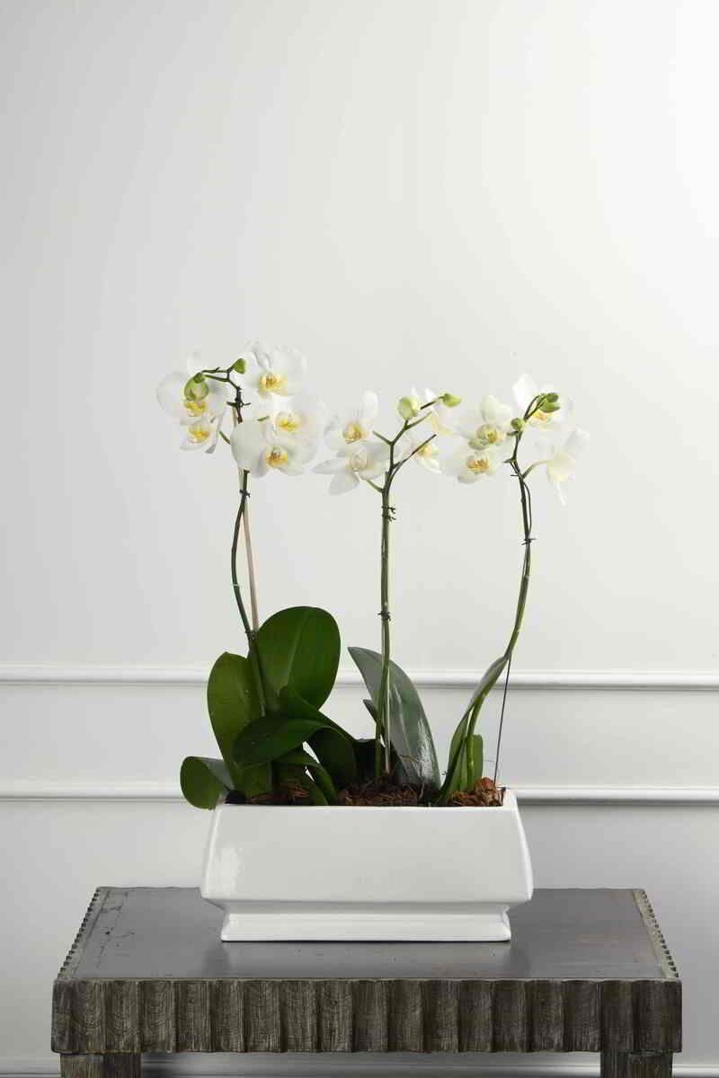 Large Green Plant 29