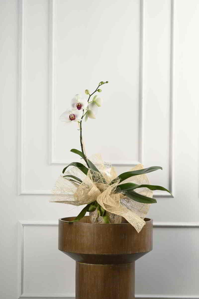 Large Green Plant 28