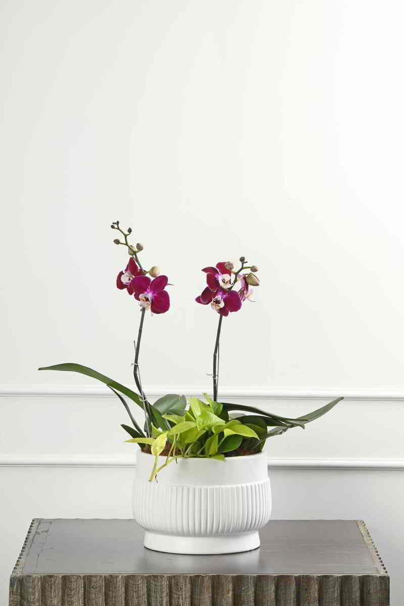 Large Green Plant 29