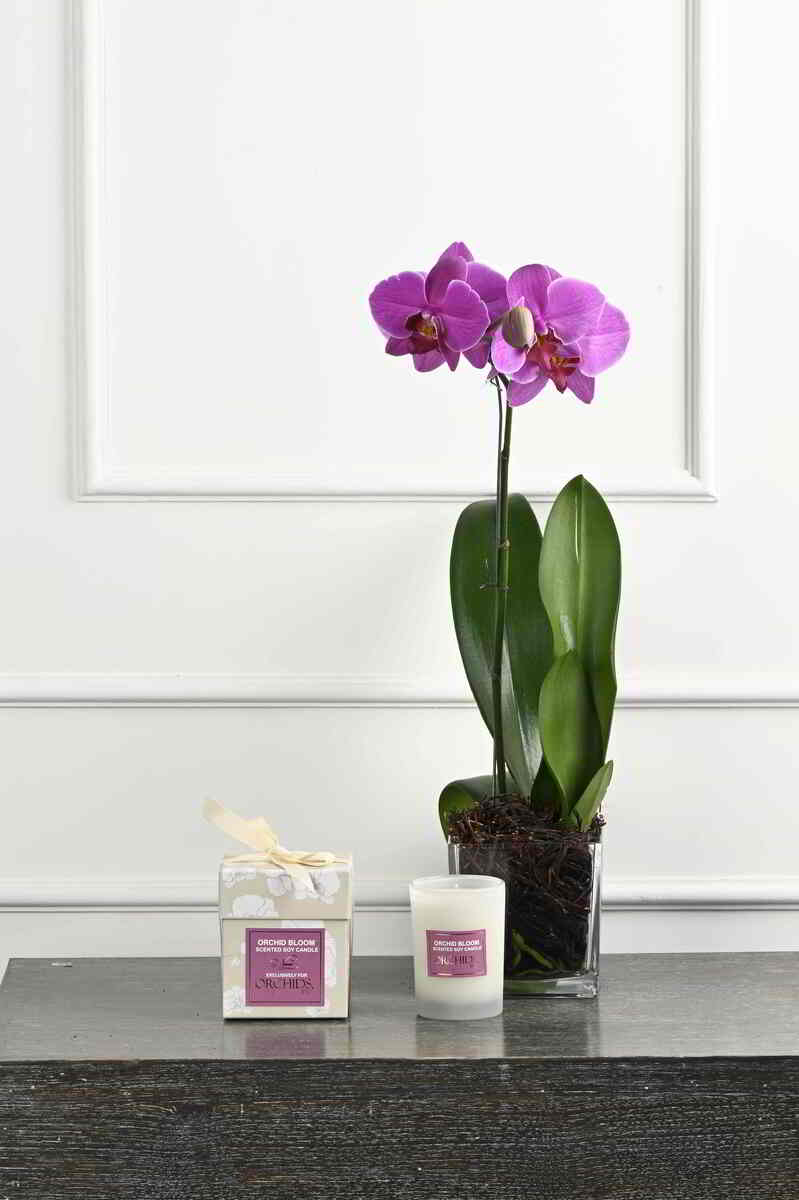 Large Green Plant 28