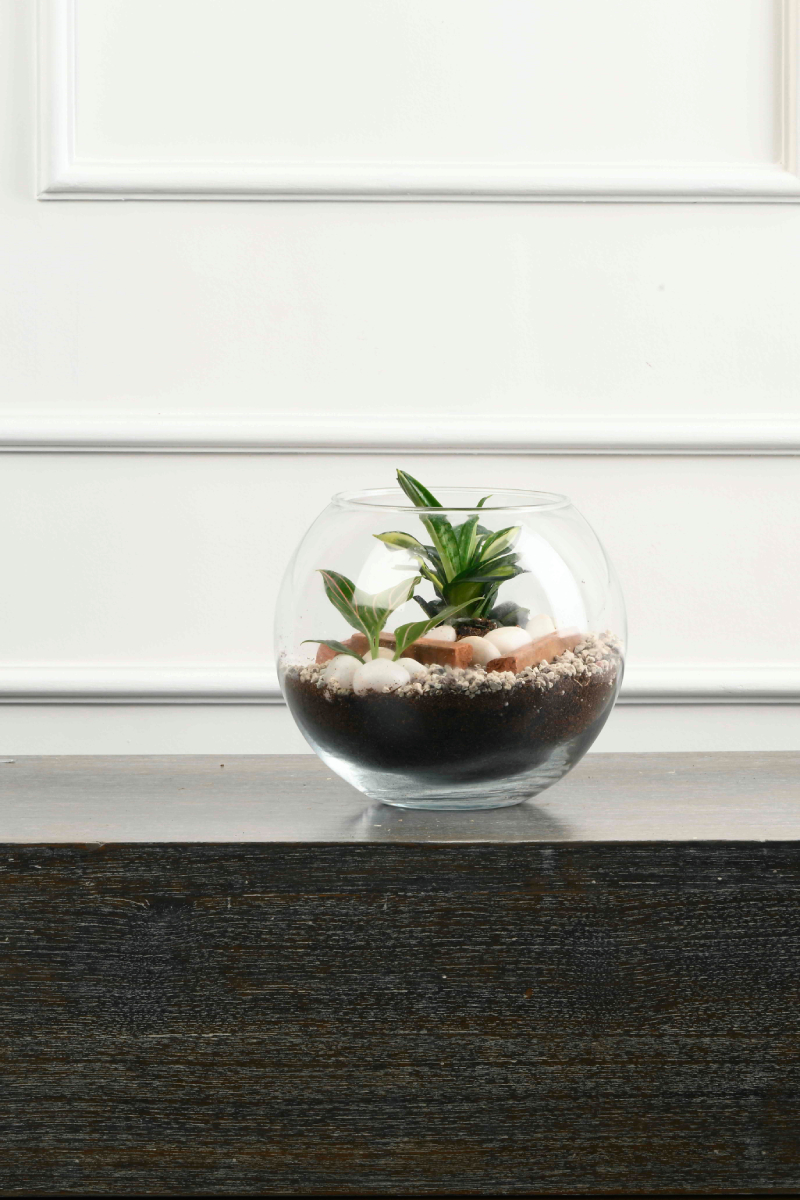 Large Green Plant 28