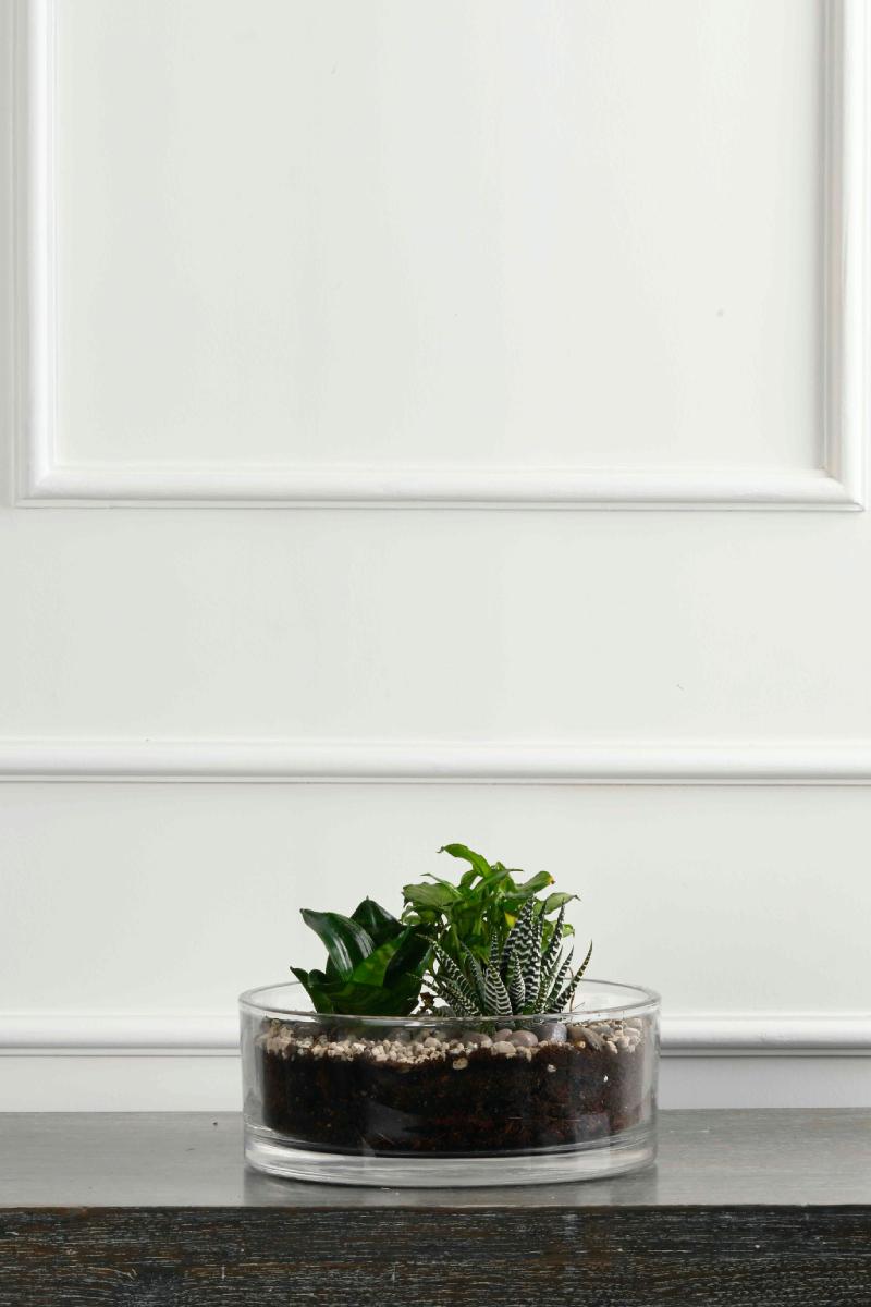 Large Green Plant 28