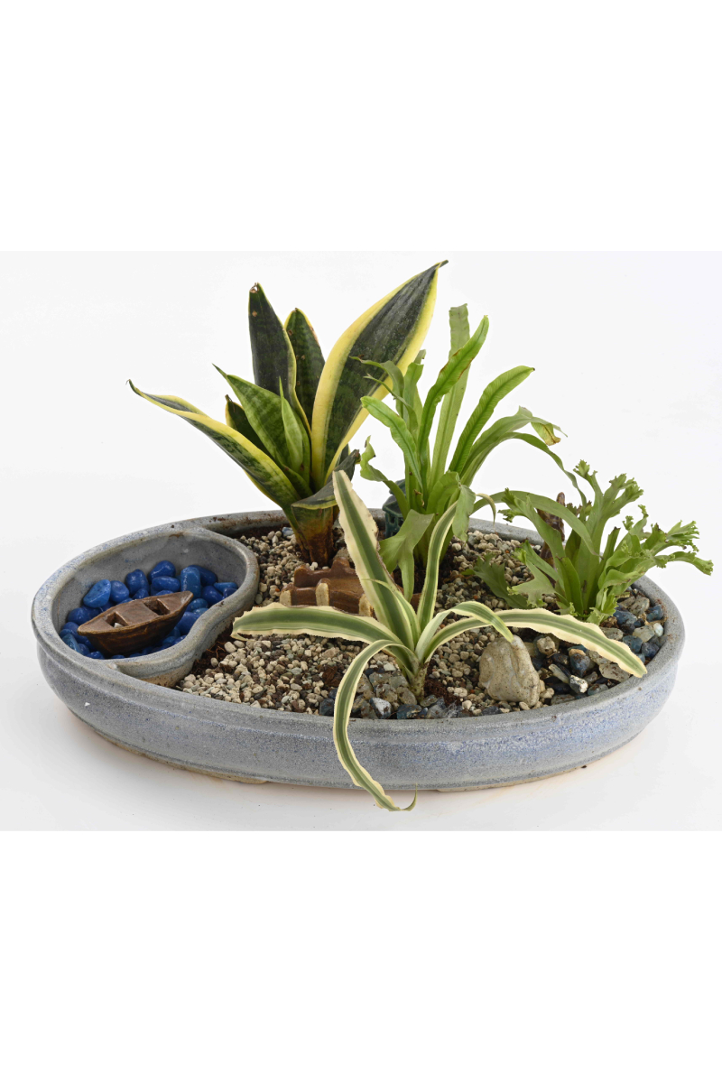 Large Green Plant 29