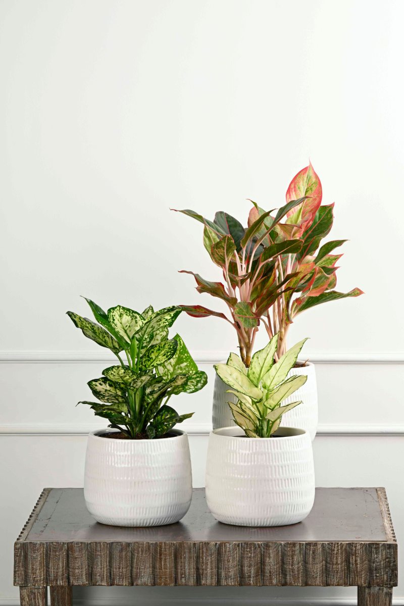 Large Green Plant 28