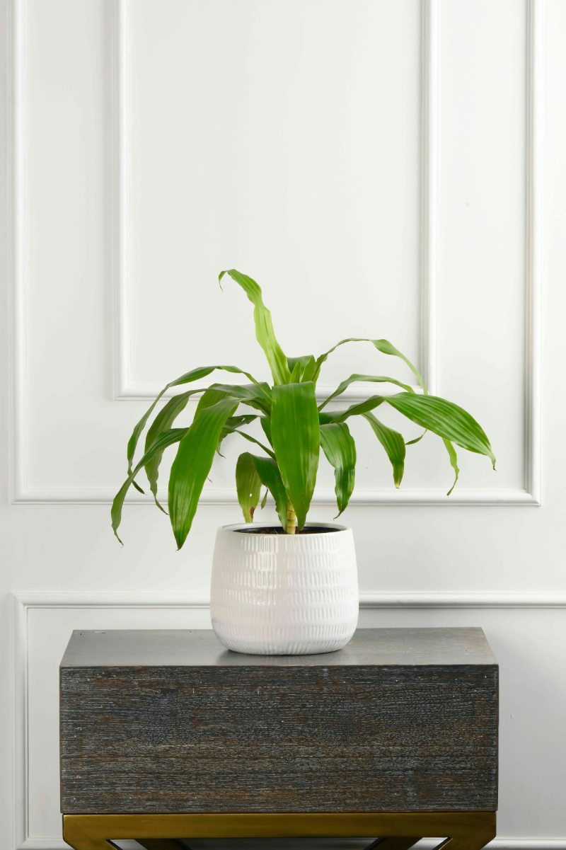 Large Green Plant 28