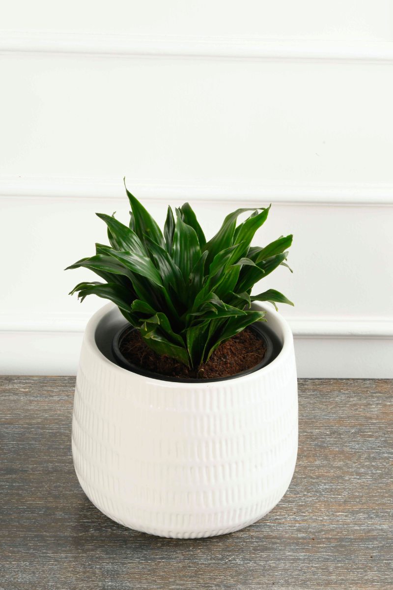 Large Green Plant 29