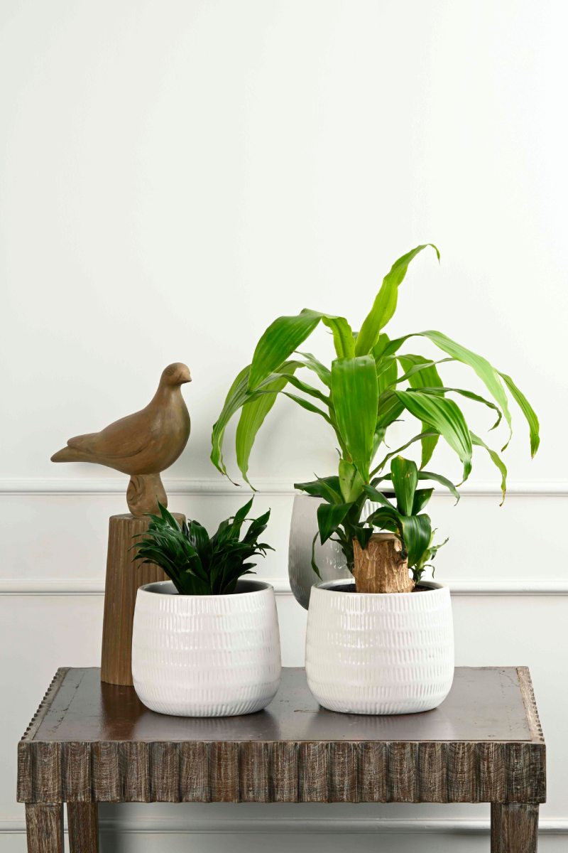 Large Green Plant 28