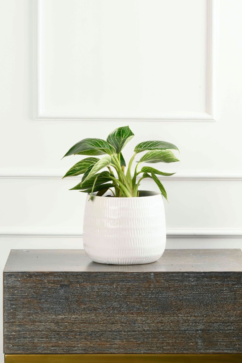 Large Green Plant 28