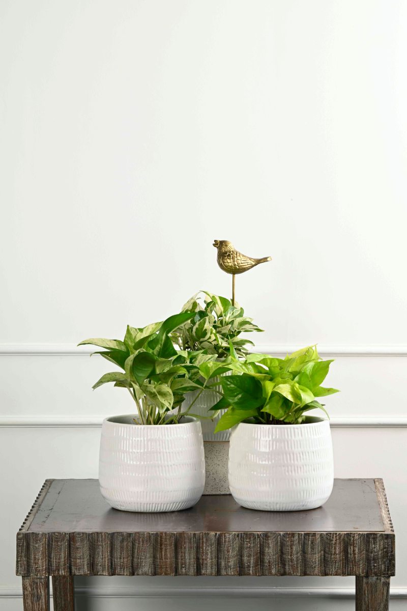 Large Green Plant 29