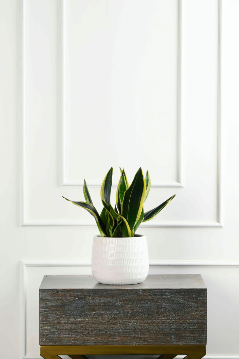 Large Green Plant 28