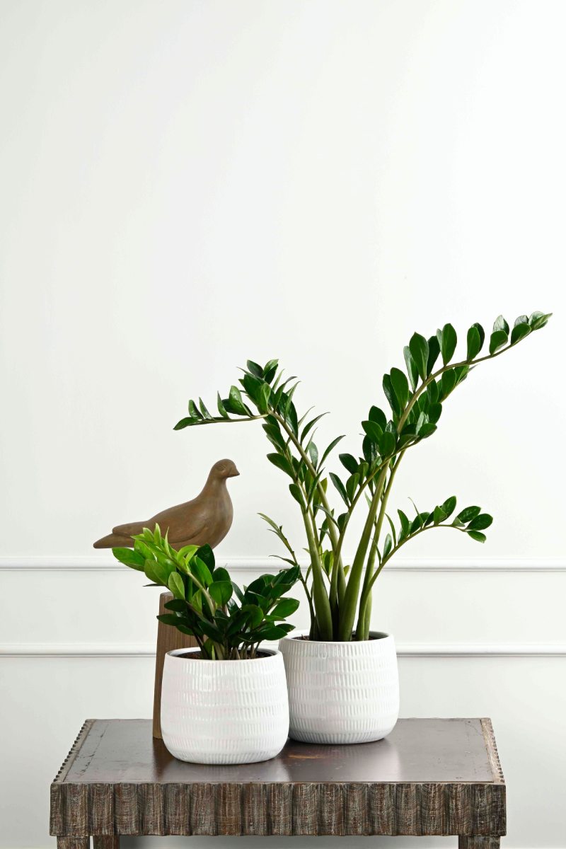 Large Green Plant 29